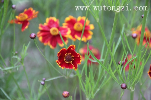 图片1：2012年昆仑雪菊新花_红色昆仑雪菊