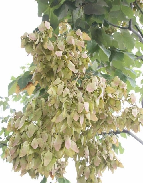 《花镜"梧桐,又叫青桐.皮青如翠,叶缺如花,妍雅华净.