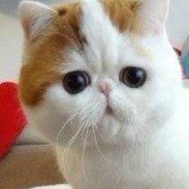 笨笨航