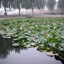 刘文丽