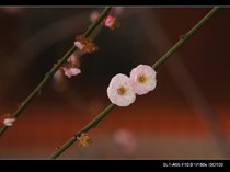 陈慧玲