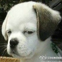 谢智勇