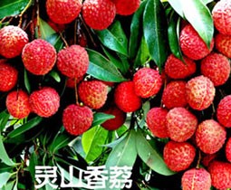 姚杏连