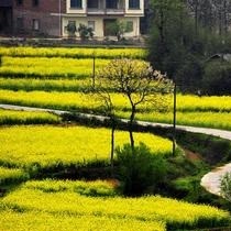 阳婷