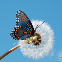 林报纯