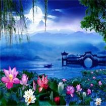 宁静紫玉