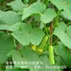 无公害有机海阳白玉黄瓜山东烟台特产水果白黄瓜特价促销5斤包邮
