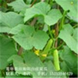 无公害有机海阳白玉黄瓜山东烟台特产水果白黄瓜特价促销5斤包邮