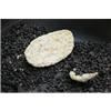 西和特产麻烧饼 石子饼 砂嵌烧饼 家乡味道 童年味道 4个烧饼12块