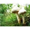 渭源特产滑子菇黄油蘑 干货 珍珠菇小鸡炖野生蘑菇500克包邮