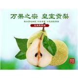 烟台莱阳梨 2500g 包邮