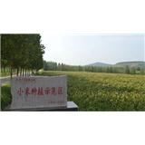 正宗昌乐火山小米