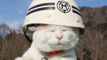胡燕
