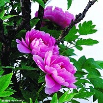 周锦锦