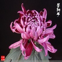 袁绮汶1