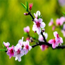 黄远清