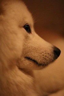 肖明珠