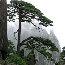 石垚