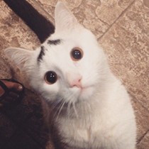 姚婷