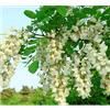野生洋槐花