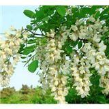 野生洋槐花