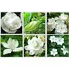 栀子花