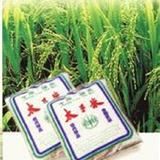 色泽亮颗粒大绿色无公害孝昌太子米