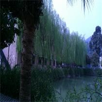袁明杨
