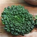 散装500G 宝应有机核桃乌 黑菜 黑青菜新鲜 塌塌菜清热养胃