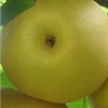 成都龙泉驿美食水果推荐之 早熟梨