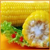 禾久甜糯玉米棒子张家口万全特产常温存放真空包装鲜食糯玉米