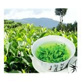 天堂云雾茶