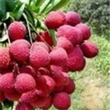 马冈陂头咀桂味荔枝