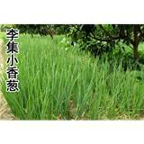 小香葱，新洲特产