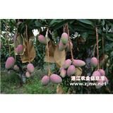 覃斗芒果