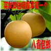 咸宁丰水梨